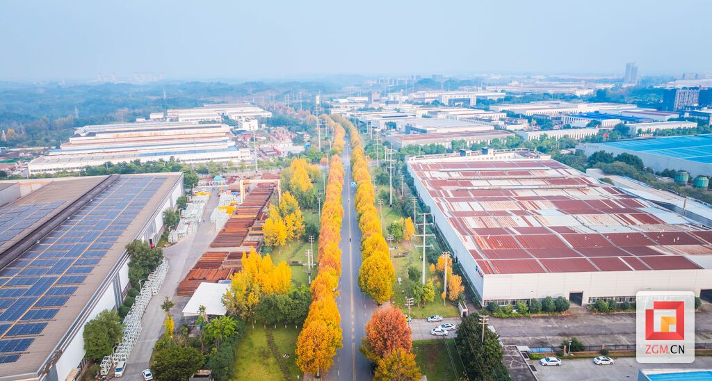 金色的梧桐为这条工业区道路披上流动的金色地毯 记者 宋姿熠 摄.jpg