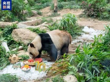 赠澳门大熊猫后代“健健”“康康”拟于10月抵蓉入住成都基地