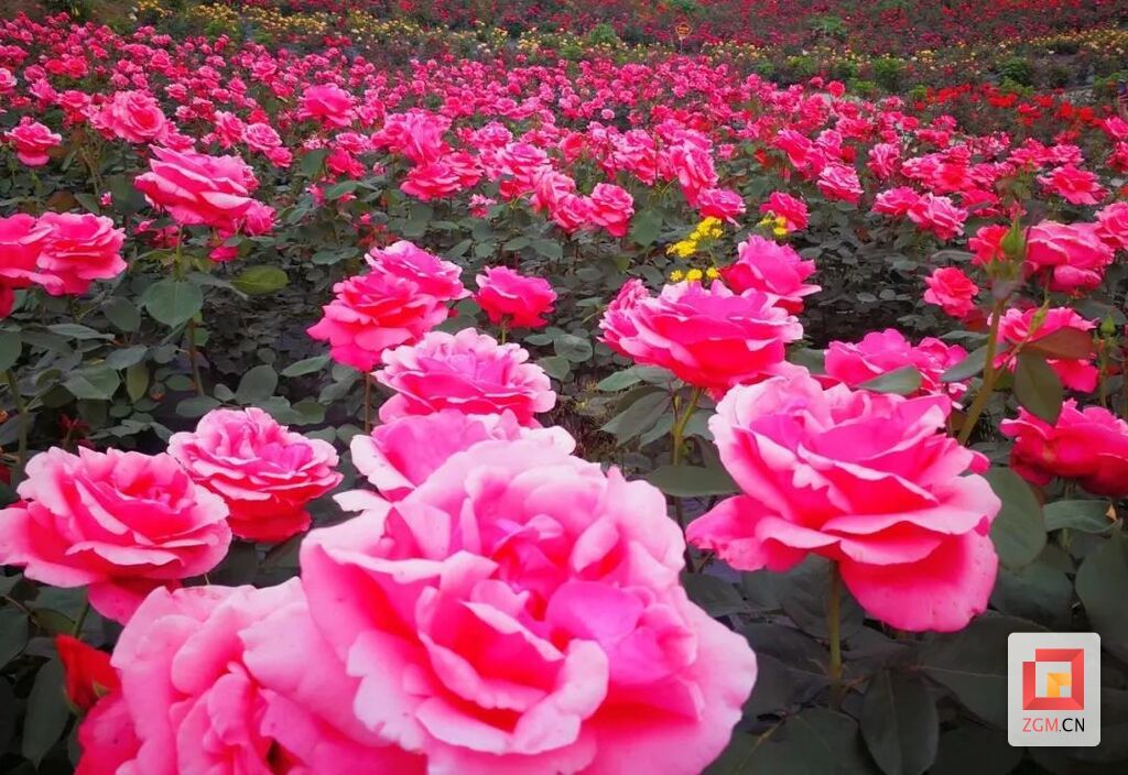 自贡玫瑰海