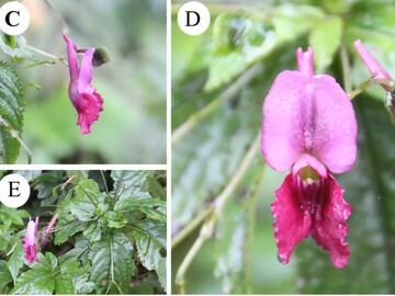 四川发现植物新种，命名“眉山凤仙花”