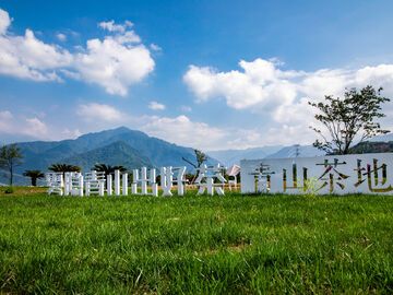 我的乡村超安逸丨从荒坡到“金山”：荥经黄金茶园的八年旅程