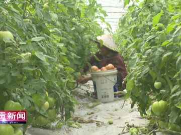 自贡新闻｜龙潭千亩番茄红 产业铺就致富路