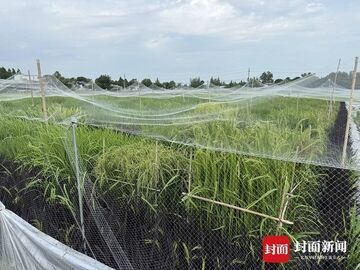 破解水稻耐高温“急救密码”！四川科研团队在《自然》杂志发表重磅成果