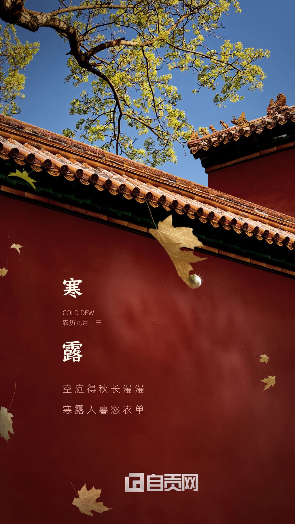 寒露節(jié)氣祝福紅墻楓葉實(shí)景海報(bào).jpg
