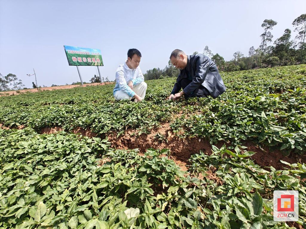 田坝村“大豆+太子参”种植示范基地.jpg