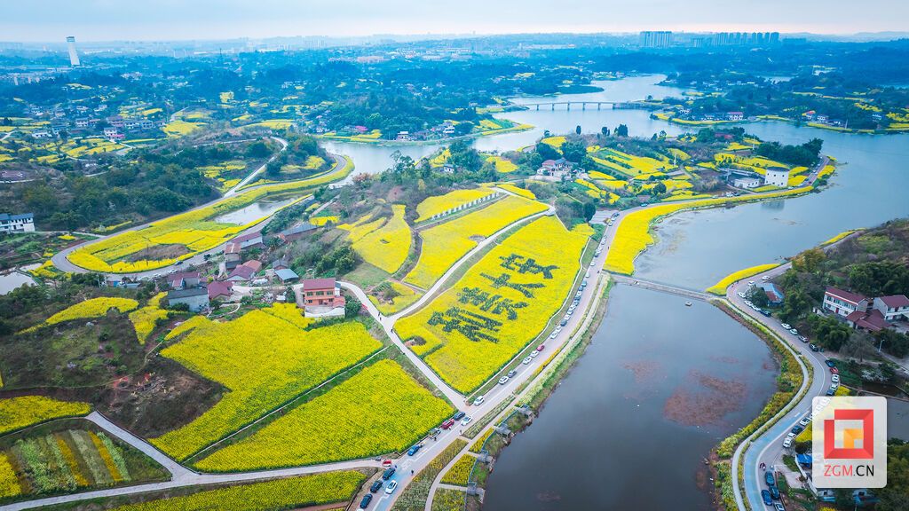 阡陌花田连成片 绘就金色田园画卷 记者 宋姿熠 摄.jpg