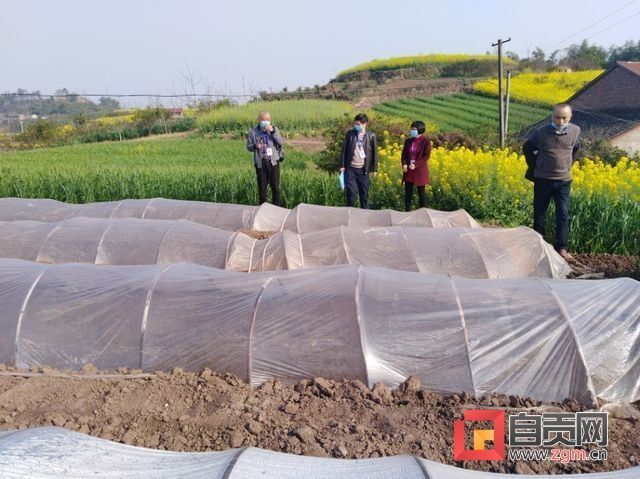 高粱苗床地.jpg