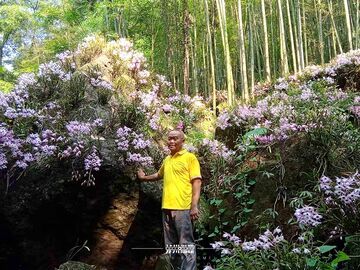 我的乡村超安逸丨乱石坡上“种”出紫色产业 “一朵花”带富一个村