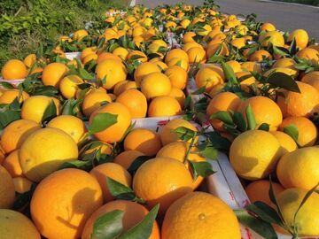 社会万象 | 大安区柑橘协会从眉山引进水果种植能手助力柑橘产业发展