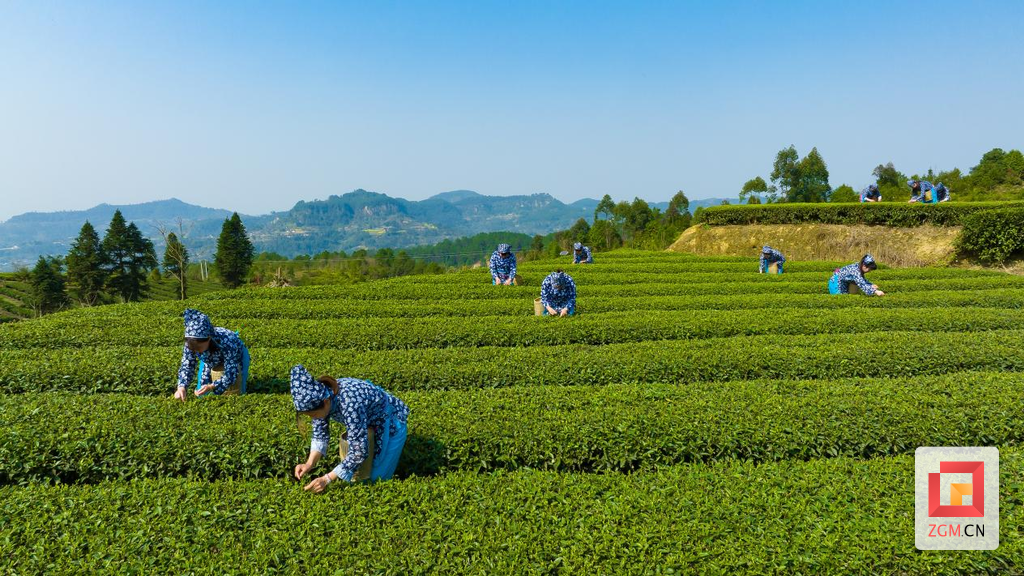 榮縣茶山.png