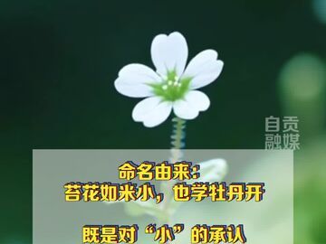 《微短剧发展管理办法》正式施行，微短剧启用“苔花标”，新上线作品 10 月底前完成覆盖