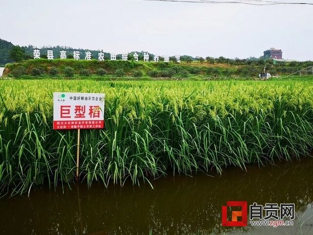 去年試種的巨型稻.jpg