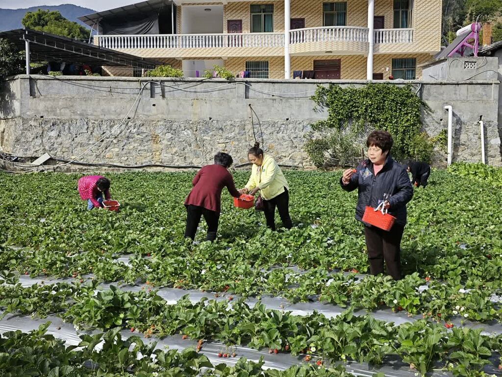 草莓地里采摘草莓得游客.jpg.jpg
