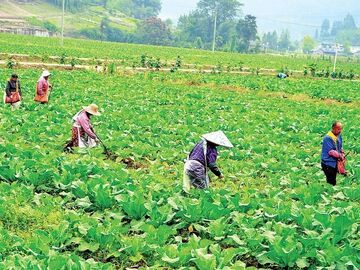 雅安：“菜籃子” 托穩(wěn)民生“幸福值”