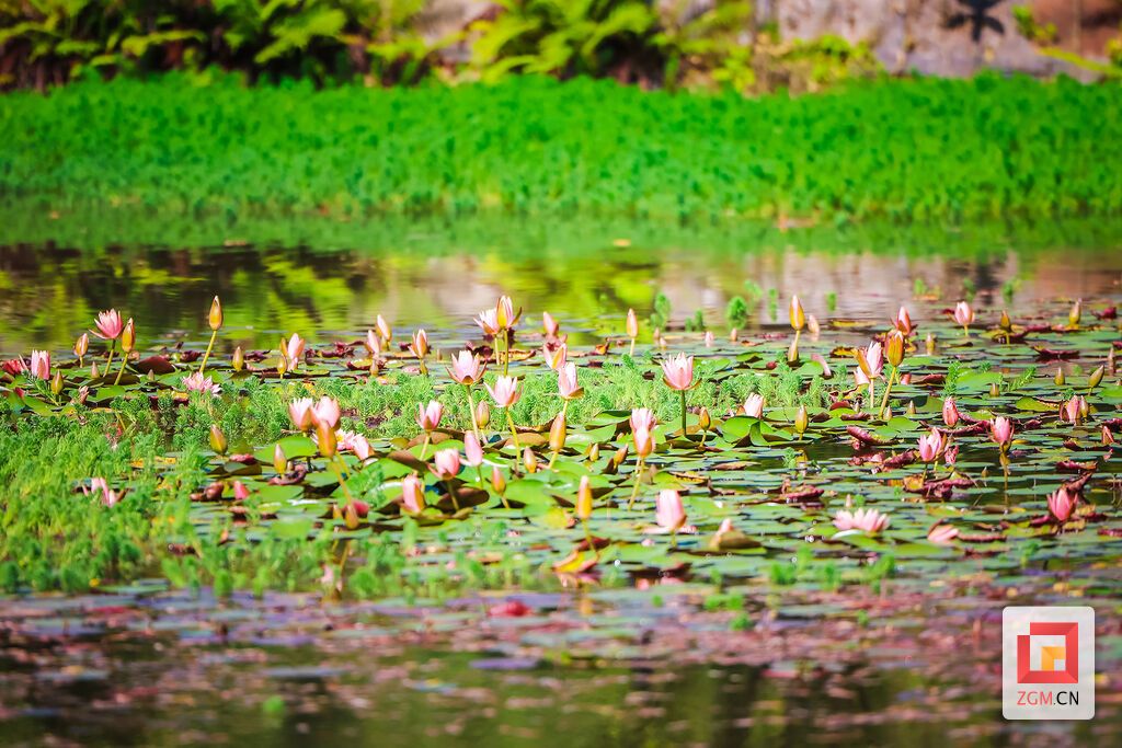 春末初夏，睡莲初醒 记者 宋姿熠 摄.jpg