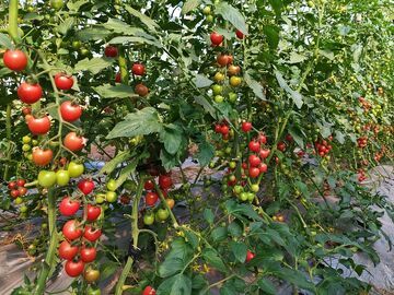 荣县乐德镇板栗村百亩红色小番茄俏销四省市