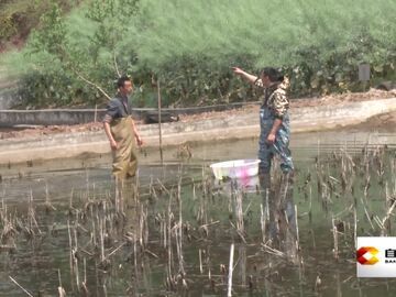 直播盐都｜联络镇：稻虾共生春耕忙 一田双收促振兴