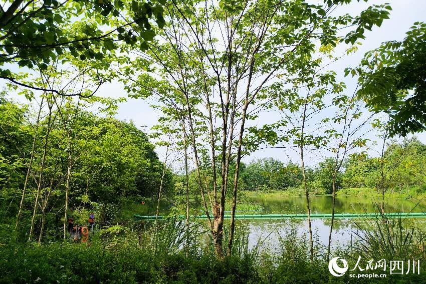 成都市郫都区安德街道云桥水源湿地护理区。人民网记者朱虹摄
