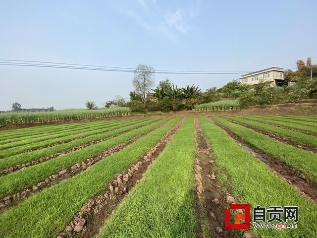 QQ图片20200331151659.jpg