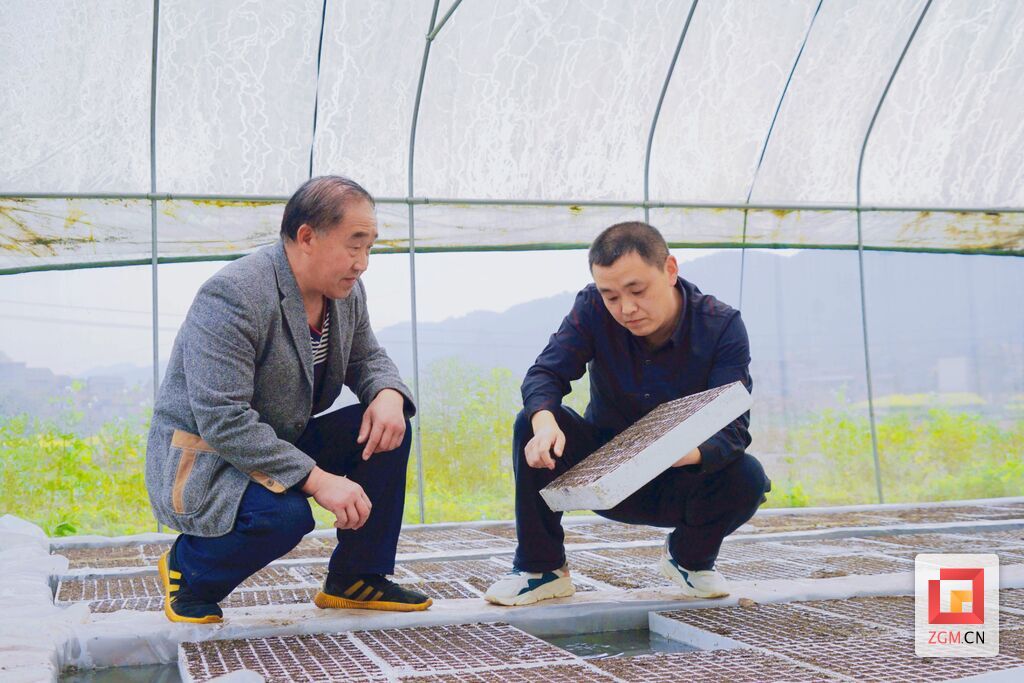 查看高粱漂浮育苗秧盘.jpg