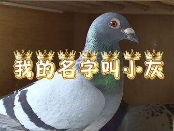 我的名字叫小灰