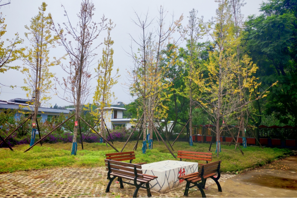 乌拉广场银杏迎风飘扬 (1).jpg