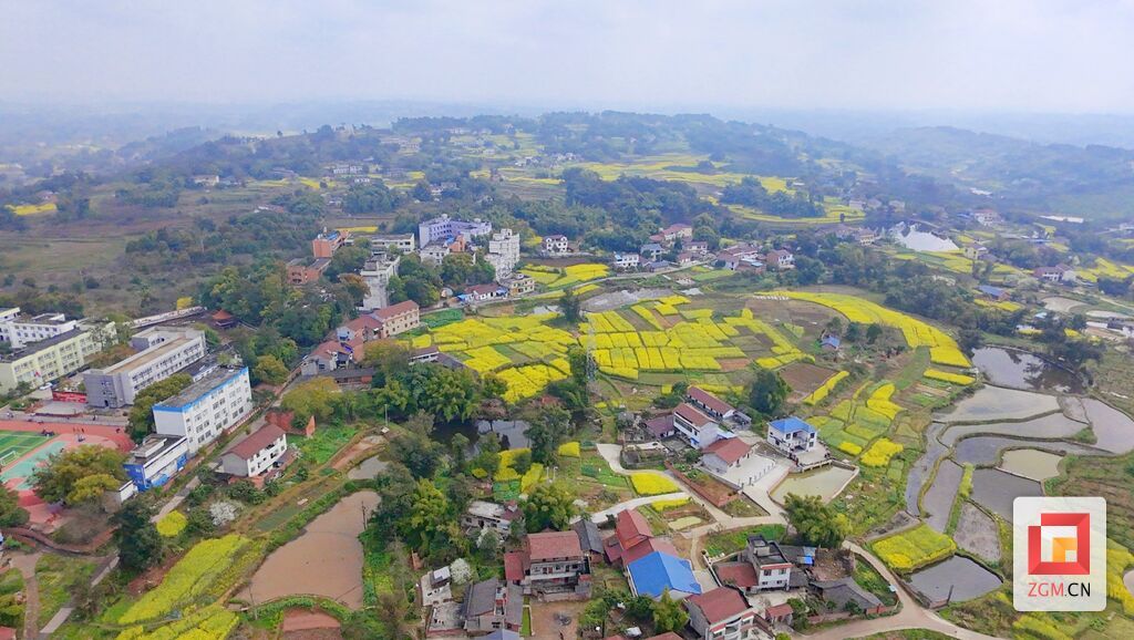 富顺县永年镇菜田村油菜花盛开 记者 罗祥瑞 摄 (3).jpg