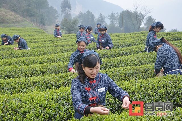 茶園歡歌.JPG