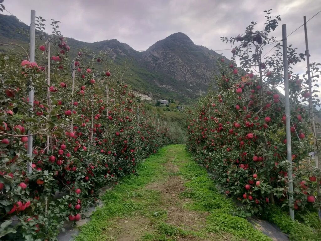 桃坪镇佳山村纳吉农场为省级示范农场，2020年在县农水科局的指导下，示范种植秦脆、瑞雪、维拉斯黄金矮化密植苹果，现已发展30余亩，并带动周边群众加快新品种迭代升级。.jpg