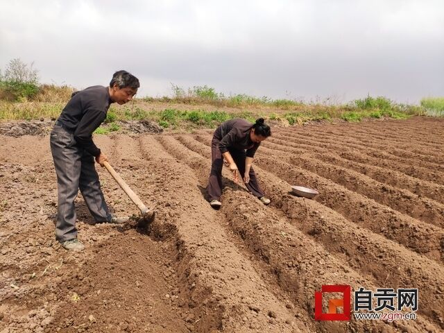 王太君夫婦在地里勞作.jpg