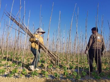 新春走基层丨攀枝花：春“耕”共富路更宽