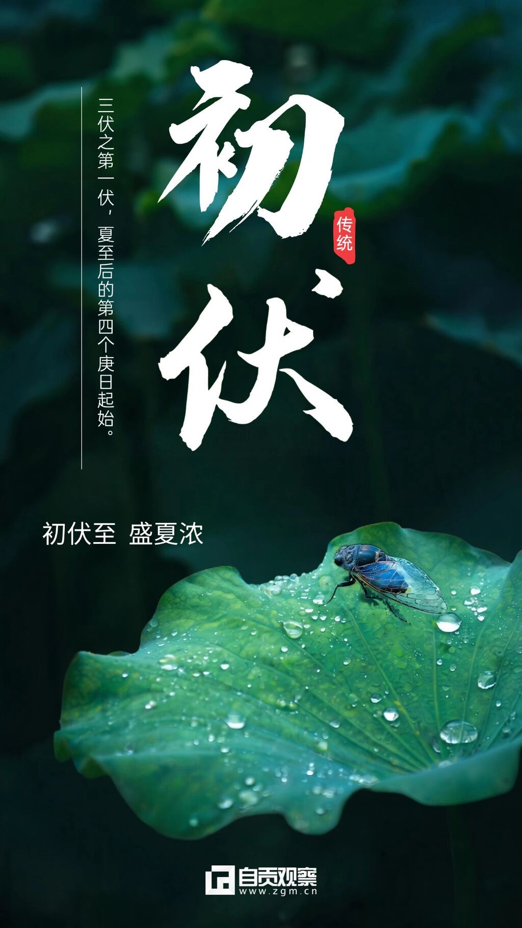 三伏天初伏问候祝福清新感中式感竖版海报 (1).jpg