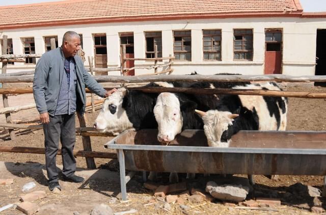 临河区干召庙镇东风村脱贫户谢福德正在喂牛。新华社记者李云平摄