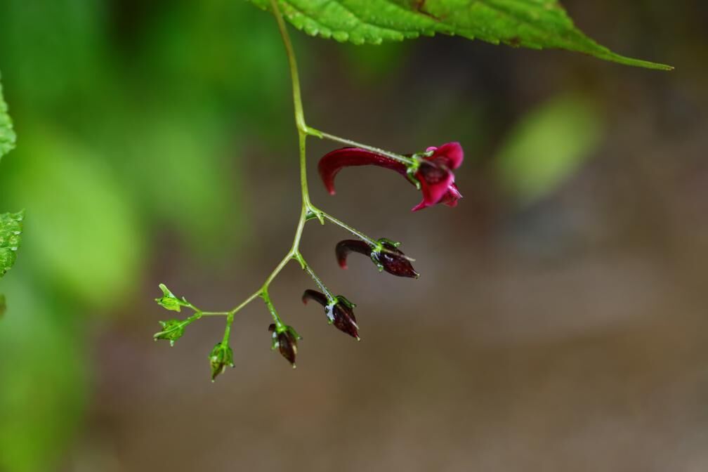 这是在大熊猫国家公园荥经片区拍摄的“荥经凤仙花”。 （宋心强 摄）