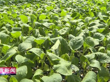 自贡新闻｜智慧育苗 “种业芯片”点亮富民路