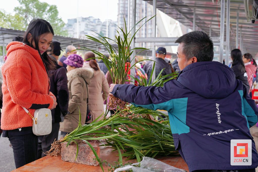 挑選年宵花.jpg