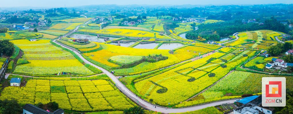 高空俯瞰 花海成铺 记者 宋姿熠 摄.jpg