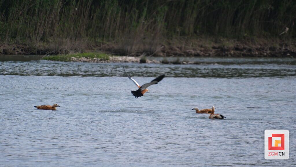 沱江上的赤麻鸭（万聪摄） (2).JPG