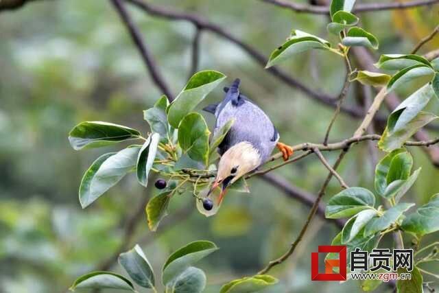 “程老实”在自家阳台上拍摄的丝光椋鸟.jpg