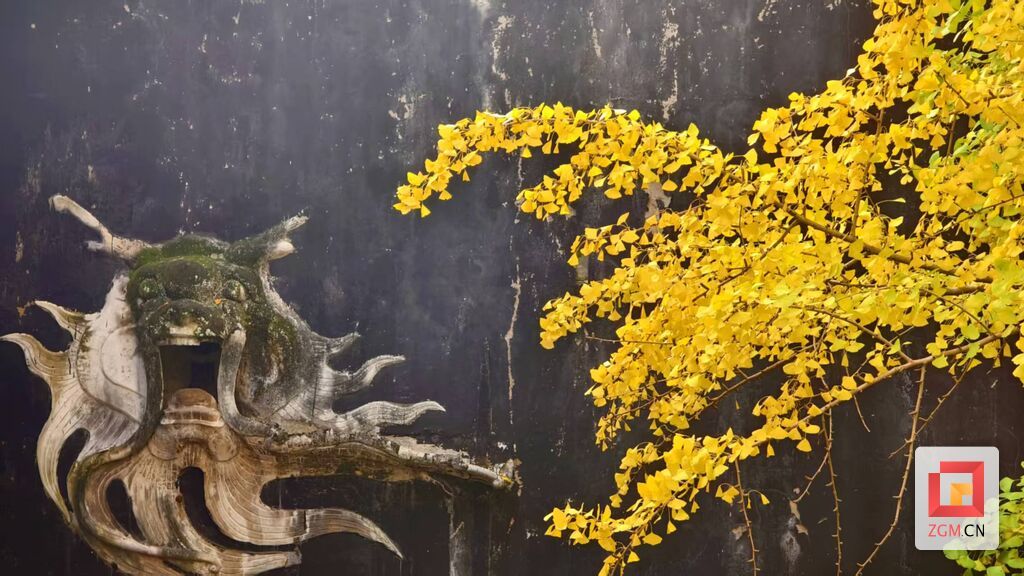 盐史馆的银杏与古建筑遥相呼应 记者 罗祥瑞 摄.jpg