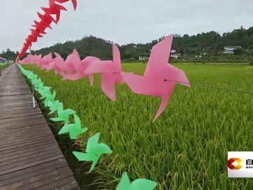 直播盐都｜荣县37.8万亩水稻丰收在望