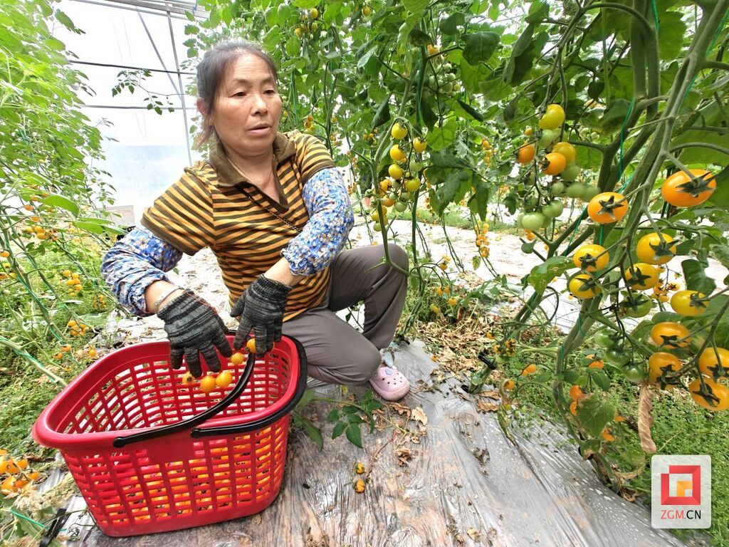 鼎新镇种植户采摘小番茄.jpg