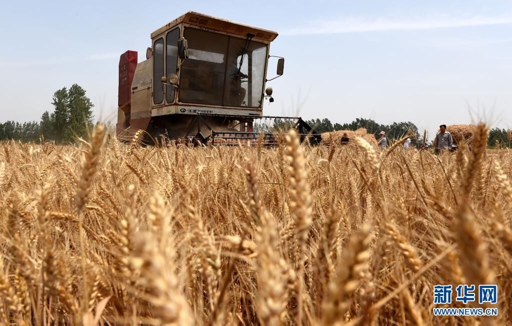 2015年6月6日，一辆联合收割机在河南省开封市尉氏县张市镇王岗村的麦田里作业。新华社记者 李博 摄