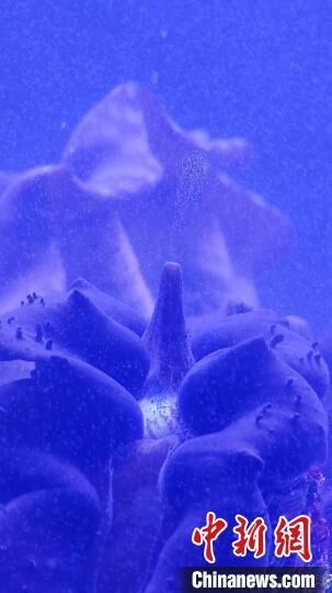 科普现场目击砗磲生殖繁衍神奇瞬间