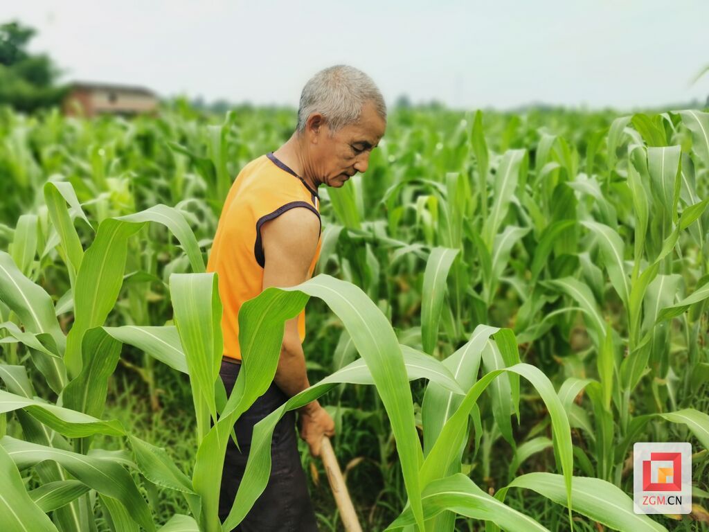 農(nóng)戶進行田間管護.jpg
