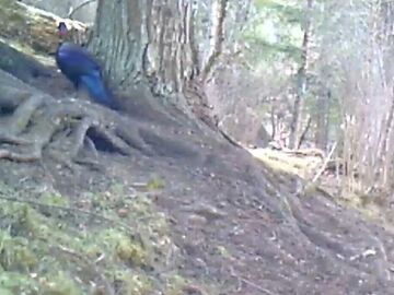 九寨沟县首次拍摄到国家一级重点保护动物绿尾虹雉 