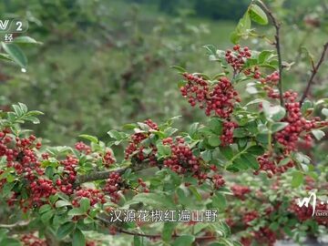 千年贡椒香 一宴聚汉源——央视《川味》聚焦雅安“花椒宴”