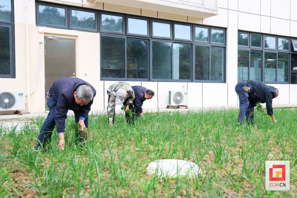 老人们为自己种的菜地除草,这也是他们生活休闲活动之一.JPG
