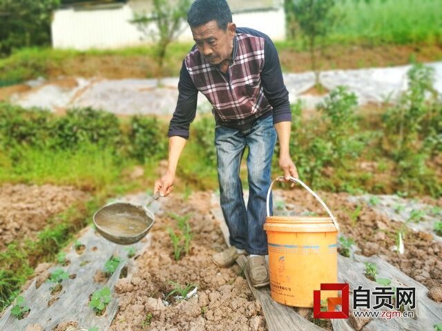 李强为毛豆浇水.jpg
