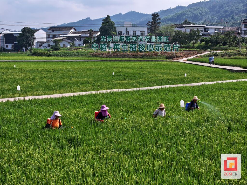 富顺县古佛镇凤仪村种植户们对再生稻病虫害进行精准防治(摄影:李秋玥).jpg